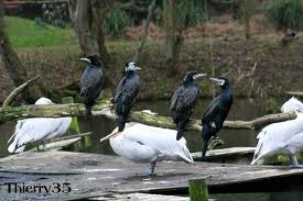 Grands Cormorans et Pélicans frisés